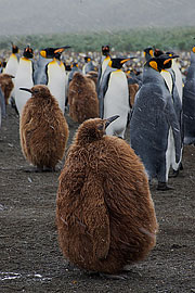 Picture 'Ant1_1_1433 King Penguin, Gold Harbour, South Georgia, Antarctica and sub-Antarctic islands'